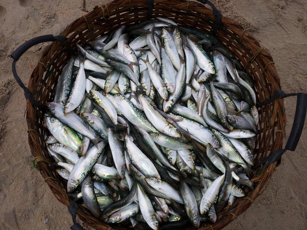 Alappuzha 마라리 드림즈 비앤비 빌라 외부 사진